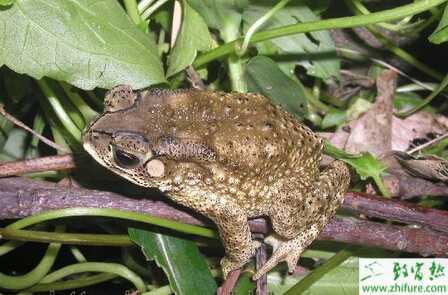 養殖蟾蜍的旱地越冬法
