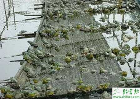 利用蔬菜大棚養(yǎng)殖管理牛蛙的新方法