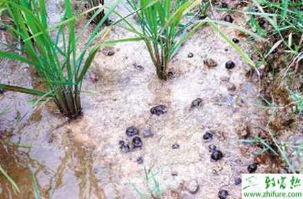 養(yǎng)殖福壽螺的人工繁殖技術(shù)