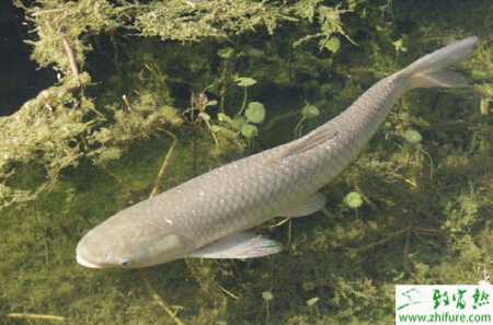 養殖草魚的出血病癥狀及防治