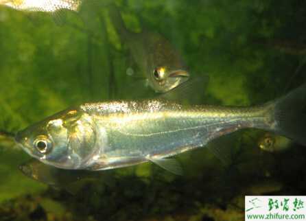 淺析花白鰱養殖注意事項