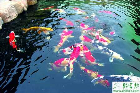 養殖鯉魚的秋季人工繁殖經驗