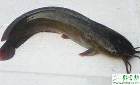稻田養殖鯰魚的技術