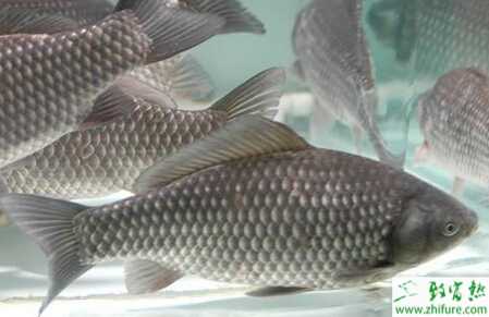 池塘養(yǎng)殖鯽魚的一些技巧