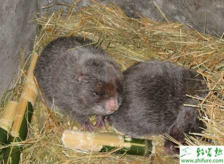 養殖竹鼠怎么樣預防竹鼠寄生蟲？
