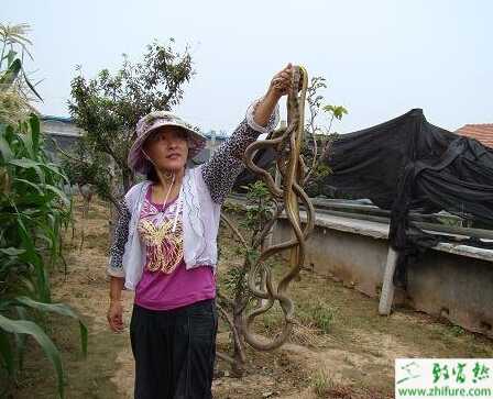 冬季恒溫養(yǎng)蛇法的飼養(yǎng)管理