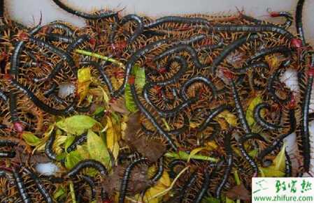 冬養蜈蚣應當注意的事項