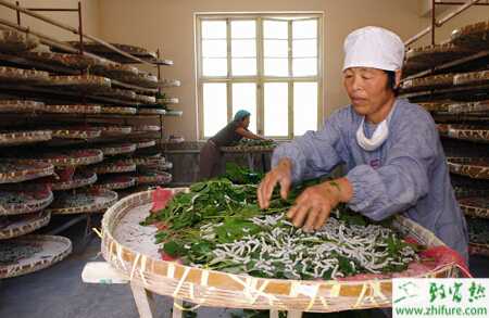 夏季養(yǎng)殖桑蠶的關(guān)鍵