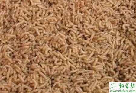 養(yǎng)殖蠅蛆提高蠅蛆產(chǎn)量的的訣竅