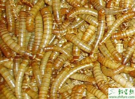 盆養(yǎng)黃粉蟲的技術(shù)