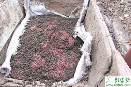 大棚養(yǎng)殖蚯蚓的技術(shù)