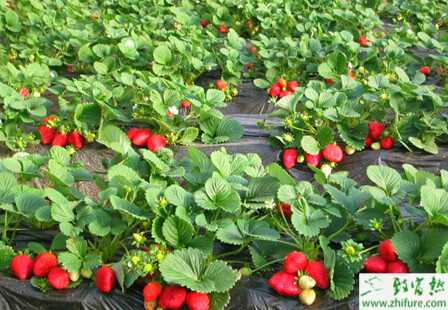 種草莓蜜蜂傳粉的技術(shù)