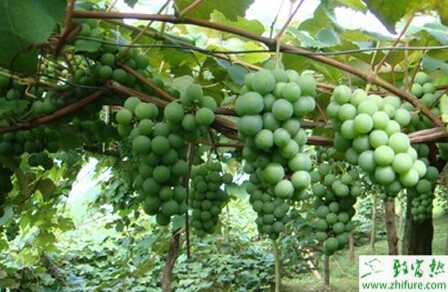 種葡萄采收后的園地管理
