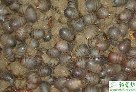 蝎子和土元混養(yǎng)的經(jīng)驗(yàn)