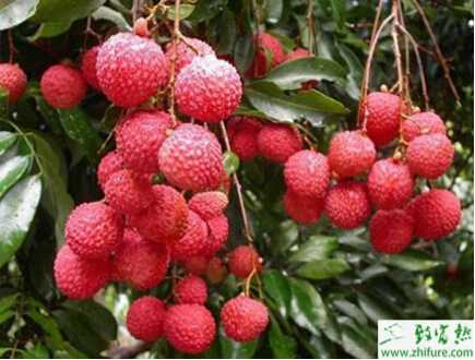 種荔枝春季管理措施