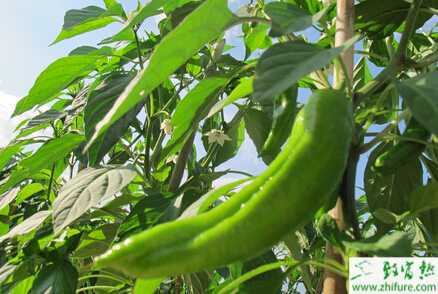 春季防辣椒落花落果的方法