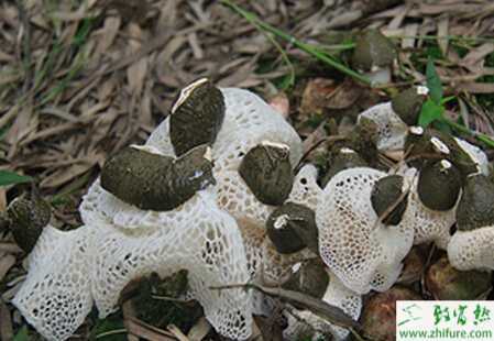 淺析露天生料栽培竹蓀