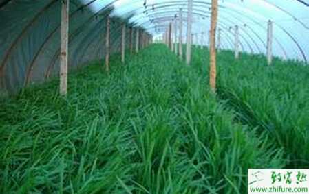 冬種韭菜破除休眠的經驗