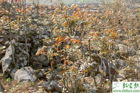 利用四季箱栽香椿芽的技術(shù)