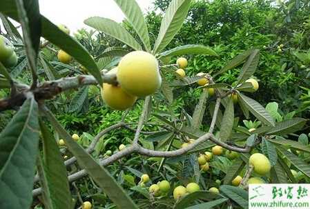 種枇杷爛腳病的防治