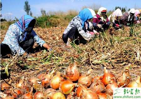 種洋蔥高產的關鍵