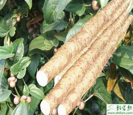 種山藥防病的一些經(jīng)驗(yàn)