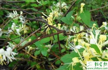 種金銀花豐產栽培技術