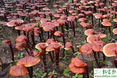 種靈芝子實體嫁接技術