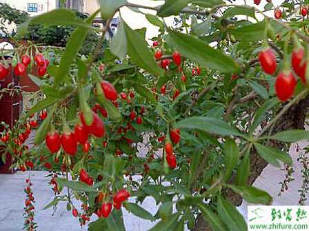 種枸杞豐產優質栽培的方法