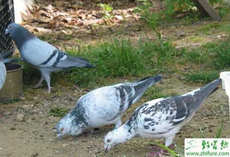 養殖鴿子毛滴蟲病的防治