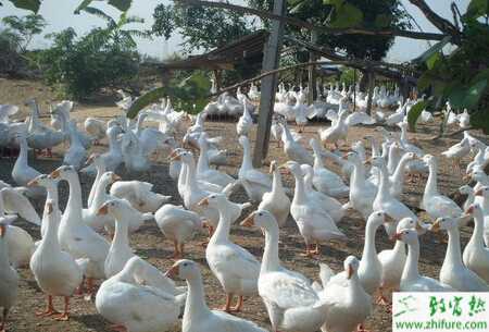 養鵝讓母鵝冬季多產蛋的方法