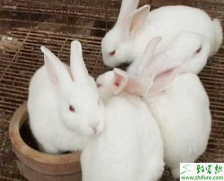 養兔如何防治兔鼻炎