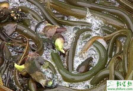 養殖黃鱔晚秋要防黃鱔缺氧