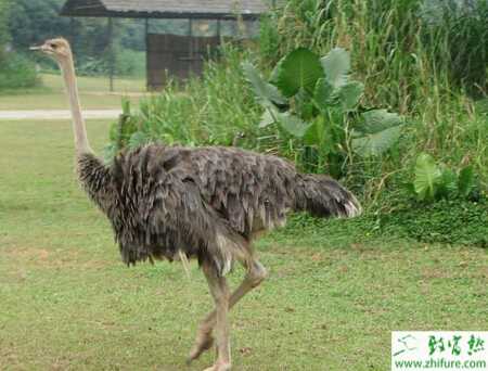 養(yǎng)殖鴕鳥種鴕鳥的飼養(yǎng)管理