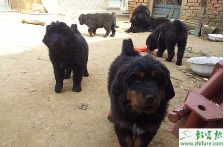 養(yǎng)殖藏獒的給藏獒斷奶的方法