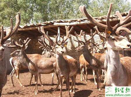 養鹿鹿茸產量如何提高