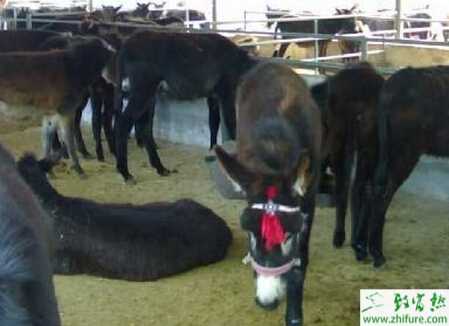 養驢驢病的診斷及防治