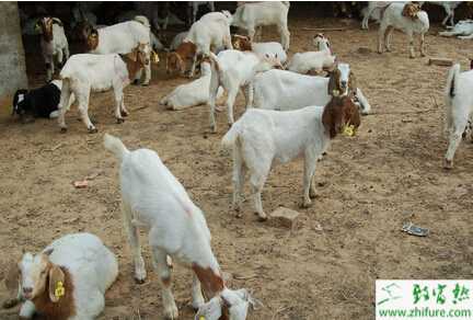 養(yǎng)殖波爾山羊快速育肥的方法