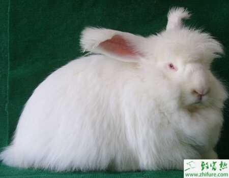 冬季長毛兔飼養管理