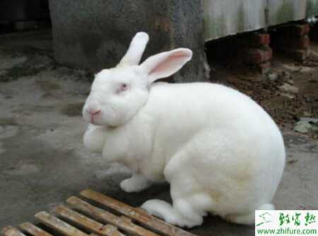 養殖獺兔提高獺兔繁殖技術措施