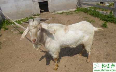 養(yǎng)殖湖羊的一般飼養(yǎng)管理原則