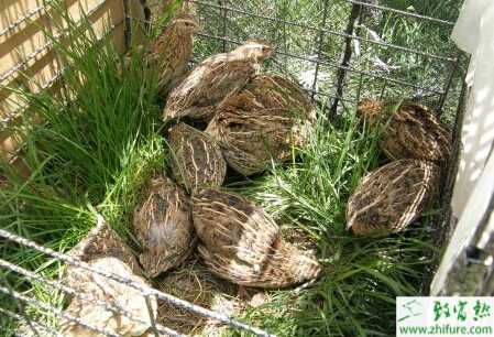 養殖鵪鶉確保鵪鶉冬季平穩產蛋五措施