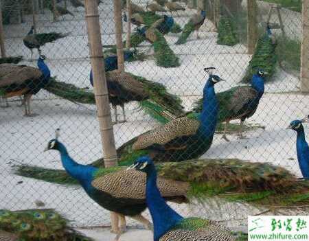養殖藍孔雀繁育的技術