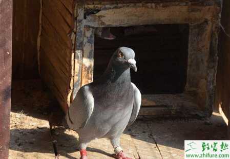 養(yǎng)殖信鴿如何補(bǔ)充維生素