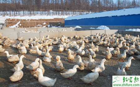 養殖肉鴨立體籠養快速出欄技術