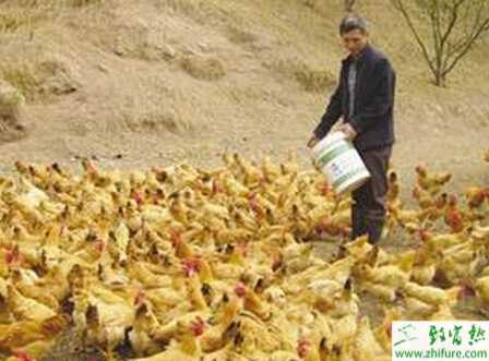 養殖土雞建設散養土雞場該考慮哪些問題