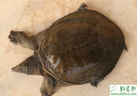 池塘魚鱉混養的三大好處