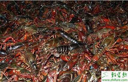 淺析養小龍蝦五大疑問