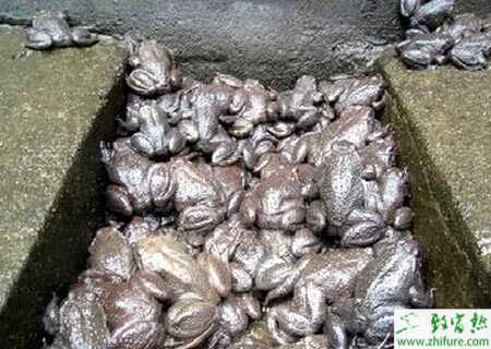 淺析石蛙的繁殖習性