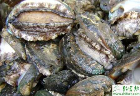 養殖鮑魚育苗技術要點